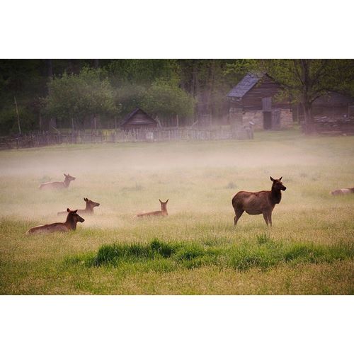 Tennessee Elk in foggy field at Great Smoky Mountains National Park